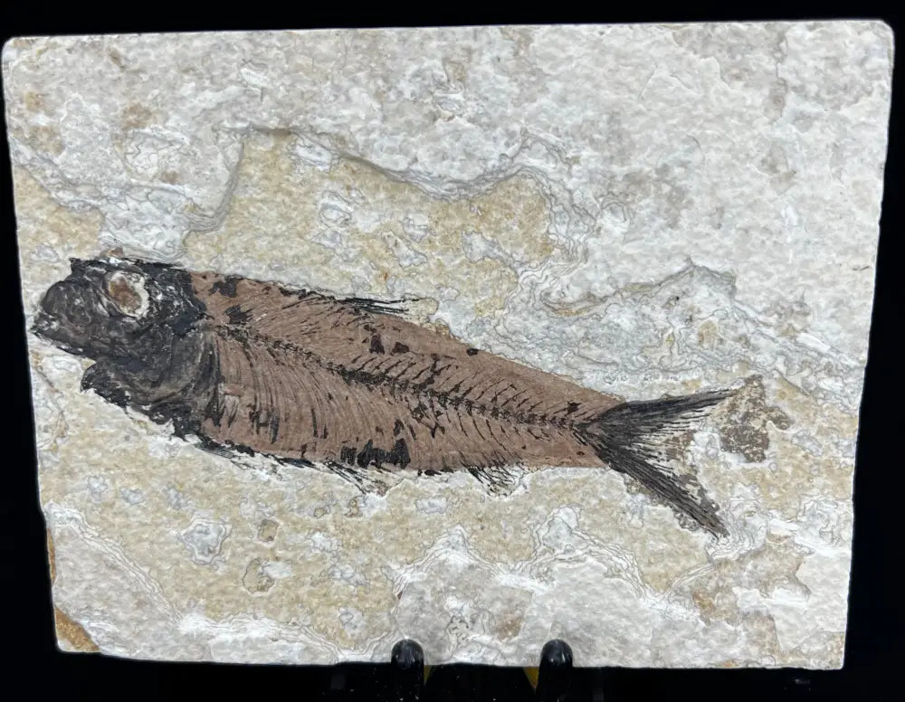 Fish Fossil - Knightia Eoceana Wysiwyg