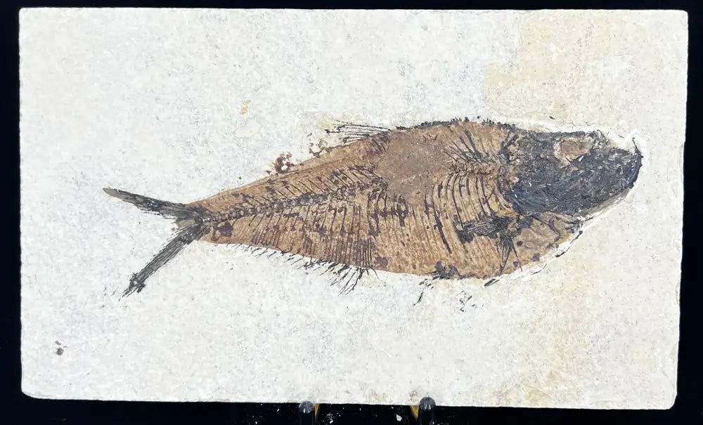 Fish Fossil - Knightia Eoceana Wysiwyg