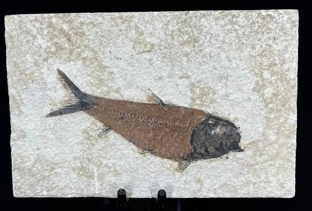 Fish Fossil - Knightia Eoceana Wysiwyg