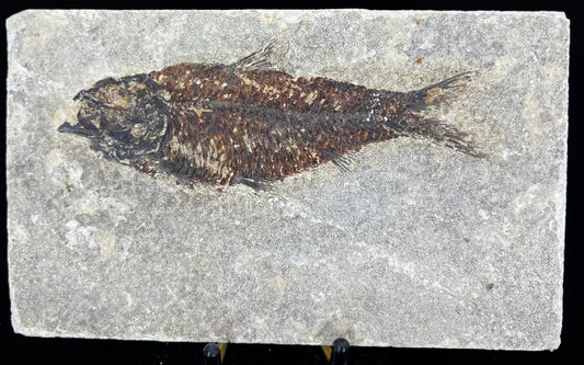 Fish Fossil - Knightia Eoceana Wysiwyg