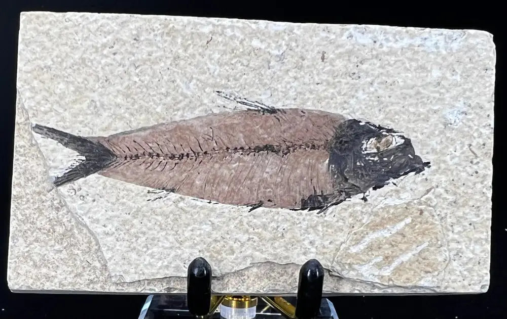 Fish Fossil - Knightia Eoceana Wysiwyg