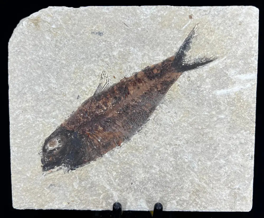 Fish Fossil - Knightia Eoceana Wysiwyg