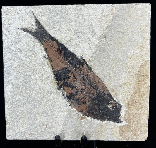 Fish Fossil - Knightia Eoceana Wysiwyg