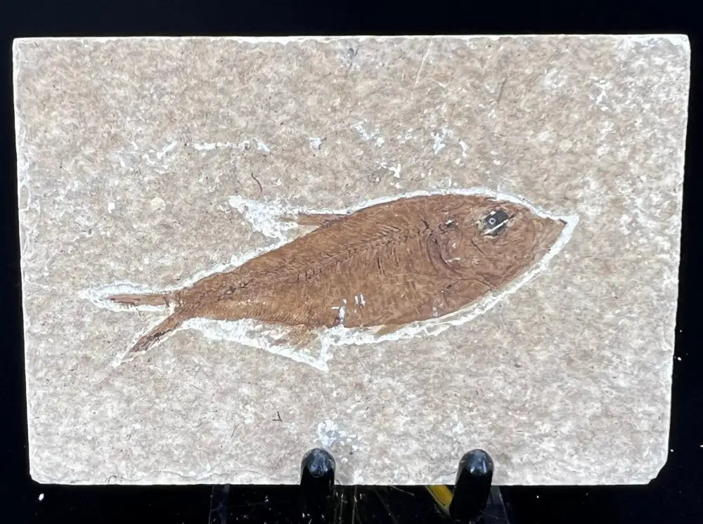 Fish Fossil - Knightia Eoceana Wysiwyg