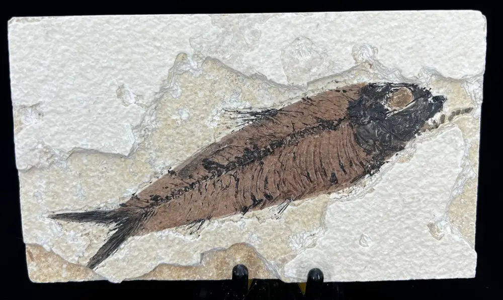 Fish Fossil - Knightia Eoceana Wysiwyg