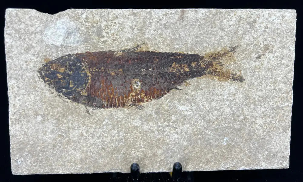 Fish Fossil - Knightia Eoceana Wysiwyg