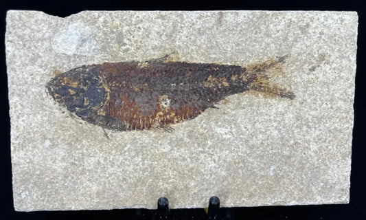 Fish Fossil - Knightia Eoceana Wysiwyg