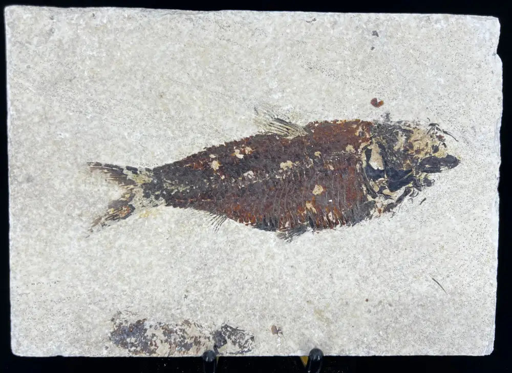 Fish Fossil - Knightia Eoceana Wysiwyg