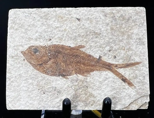 Fish Fossil - Knightia Eoceana Wysiwyg