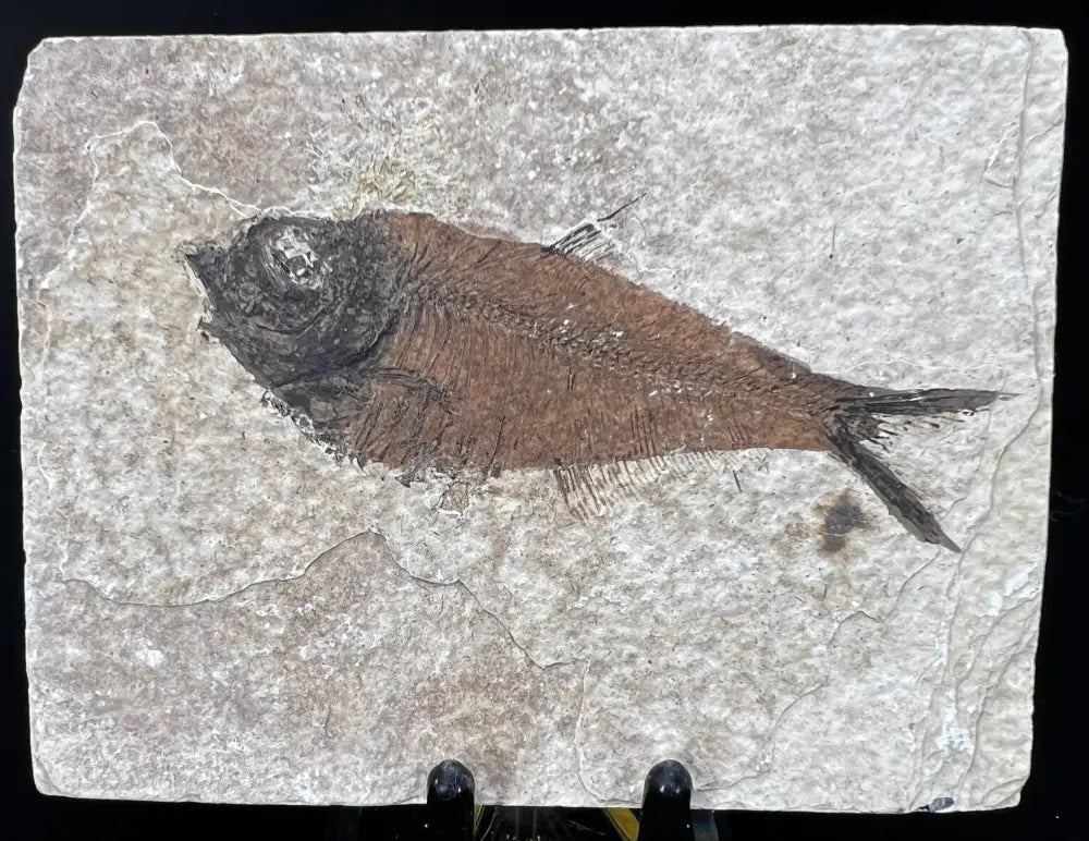 Fish Fossil - Knightia Eoceana Wysiwyg