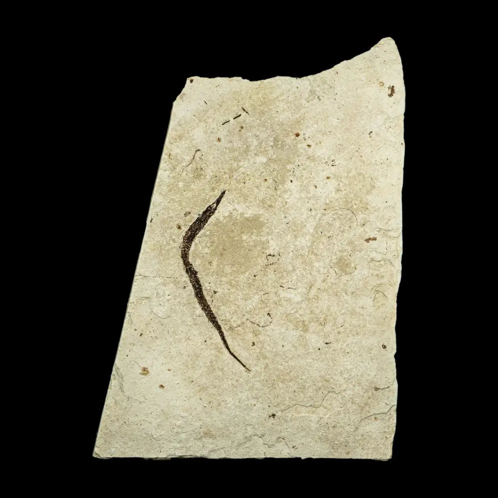 Fish Fossil - Syngnathus Sp. (Pipefish) Wysiwyg