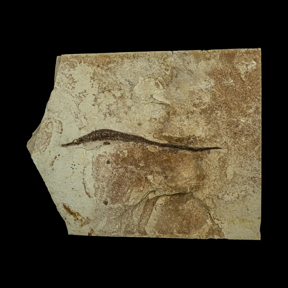 Fish Fossil - Syngnathus Sp. (Pipefish) Wysiwyg