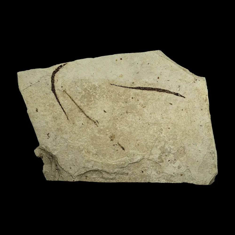 Fish Fossil - Syngnathus Sp. (Pipefish) Wysiwyg