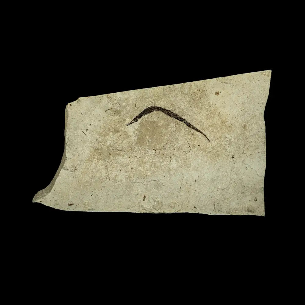 Fish Fossil - Syngnathus Sp. (Pipefish) Wysiwyg