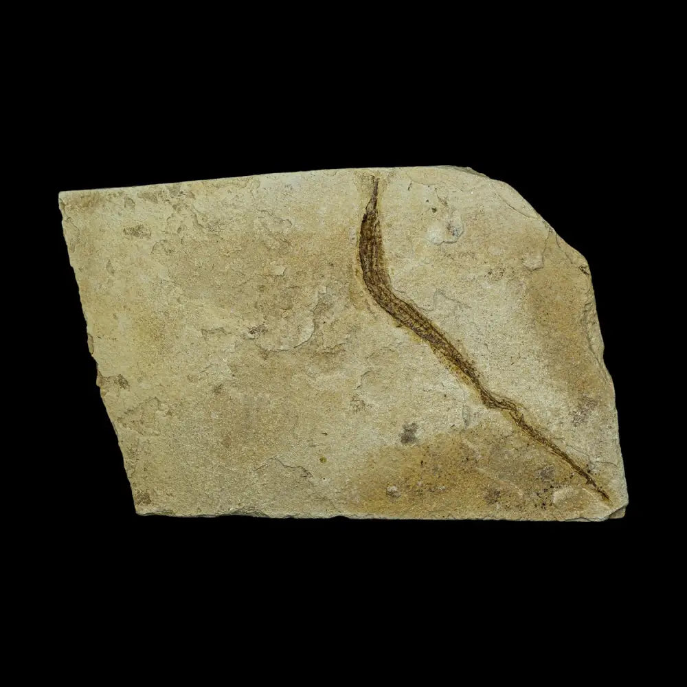 Fish Fossil - Syngnathus Sp. (Pipefish) Wysiwyg