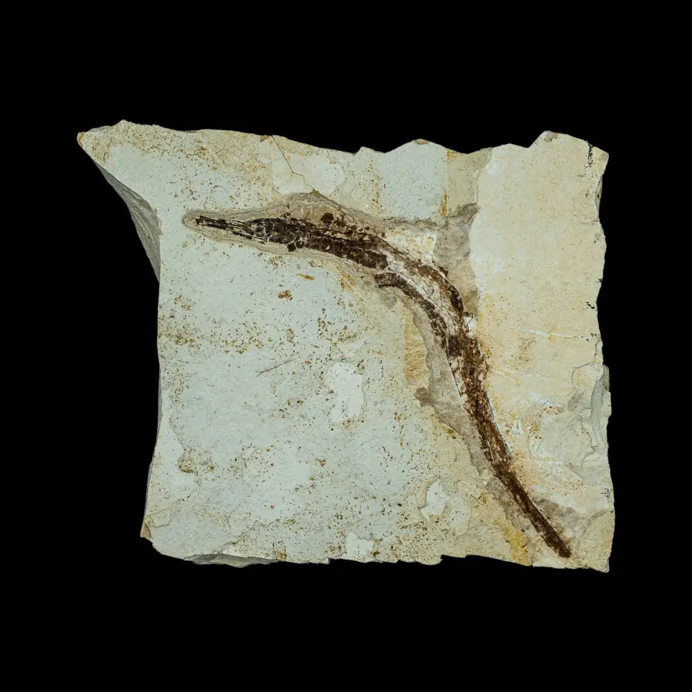 Fish Fossil - Syngnathus Sp. (Pipefish) Wysiwyg