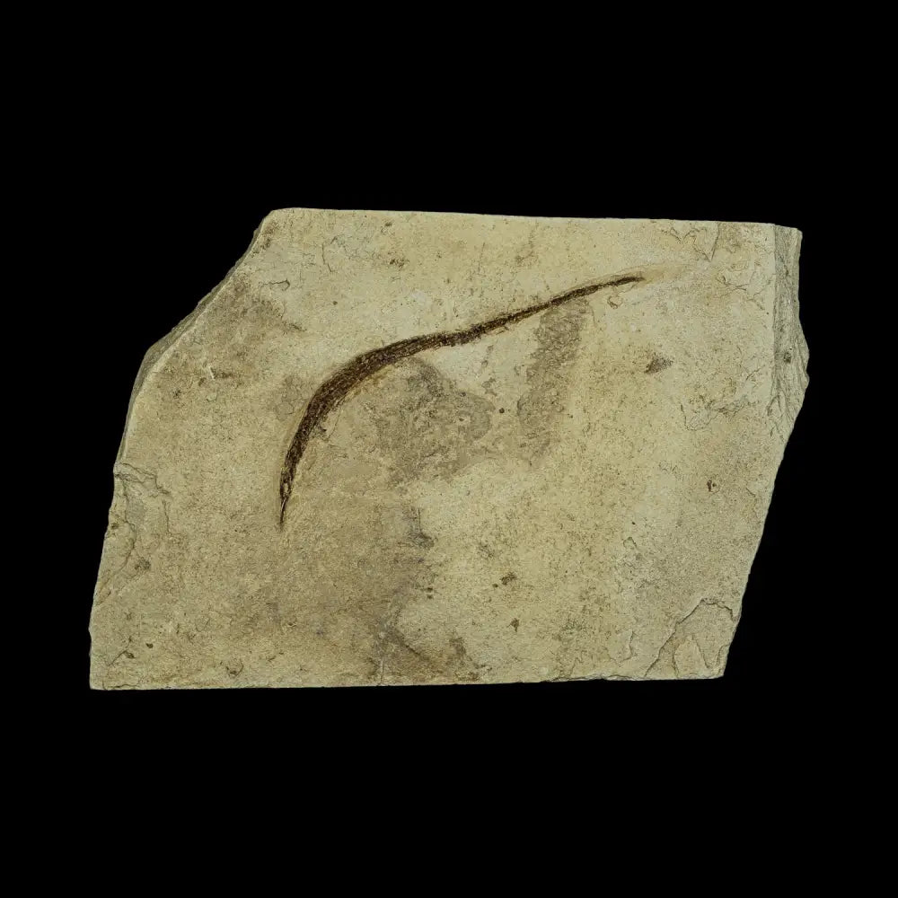 Fish Fossil - Syngnathus Sp. (Pipefish) Wysiwyg