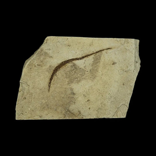 Fish Fossil - Syngnathus Sp. (Pipefish) Wysiwyg