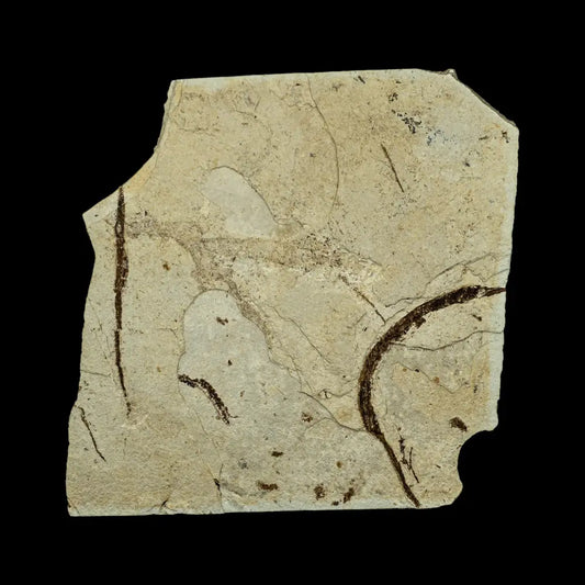 Fish Fossil - Syngnathus Sp. (Pipefish) Wysiwyg