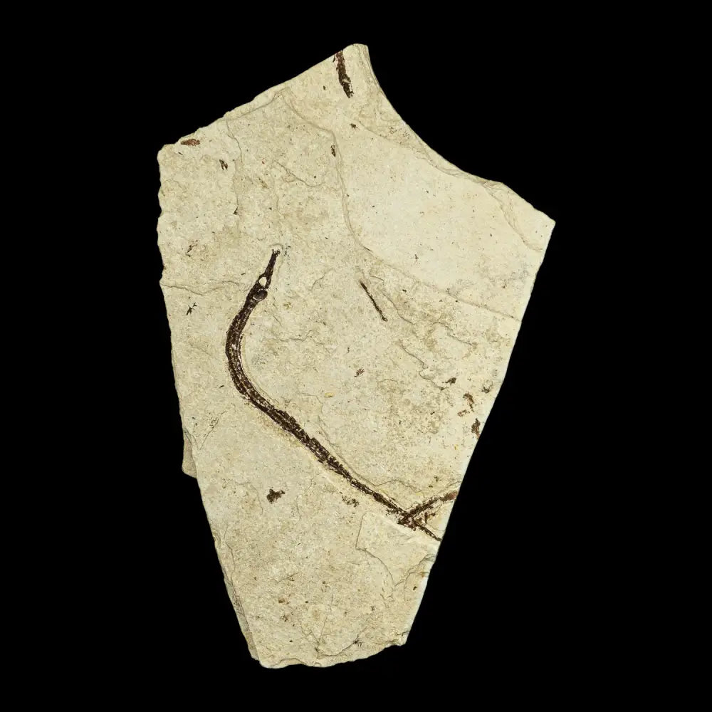 Fish Fossil - Syngnathus Sp. (Pipefish) Wysiwyg