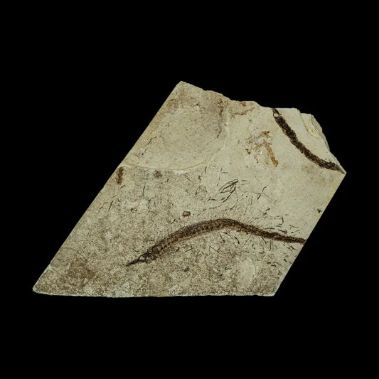 Fish Fossil - Syngnathus Sp. (Pipefish) Wysiwyg