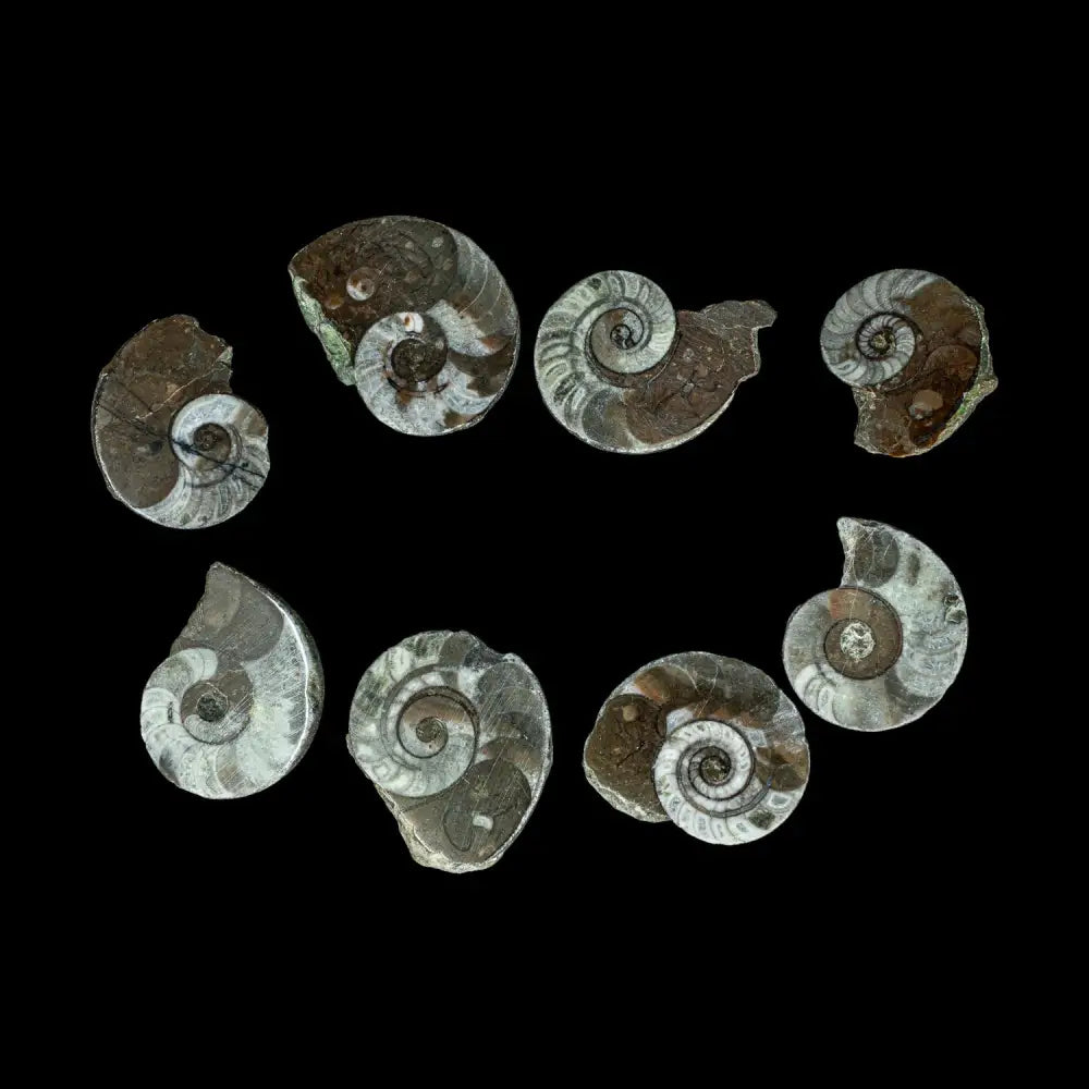 Fossil - Litulites Nautiloids Bulk