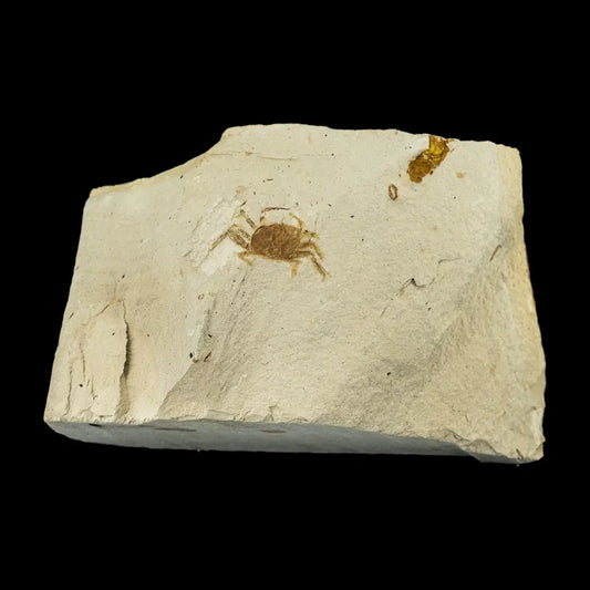 Fossil - Pea Crab Pinnixa Sp. Wysiwyg