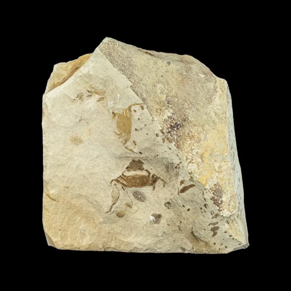 Fossil - Pea Crab Pinnixa Sp. Wysiwyg