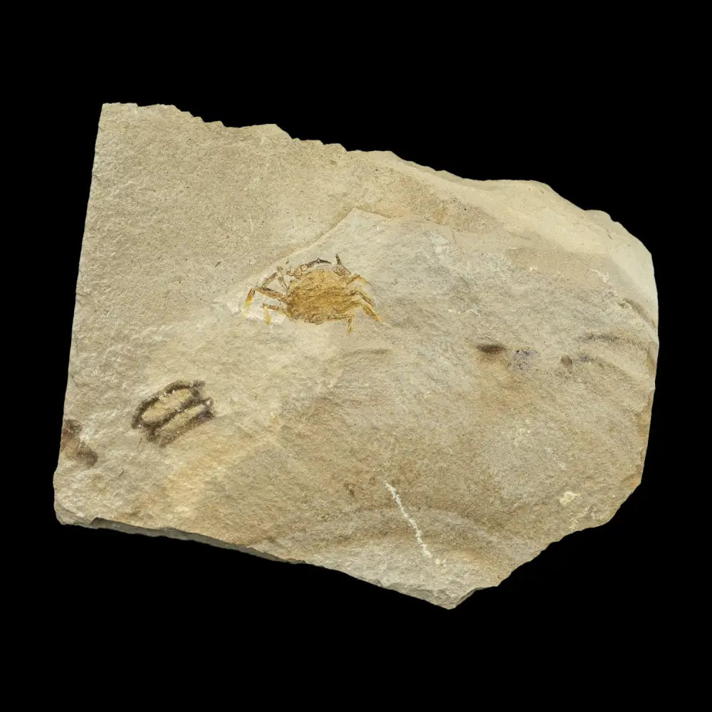 Fossil - Pea Crab Pinnixa Sp. Wysiwyg