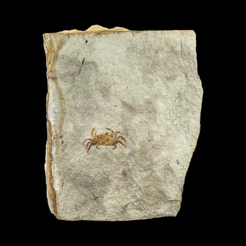 Fossil - Pea Crab Pinnixa Sp. Wysiwyg