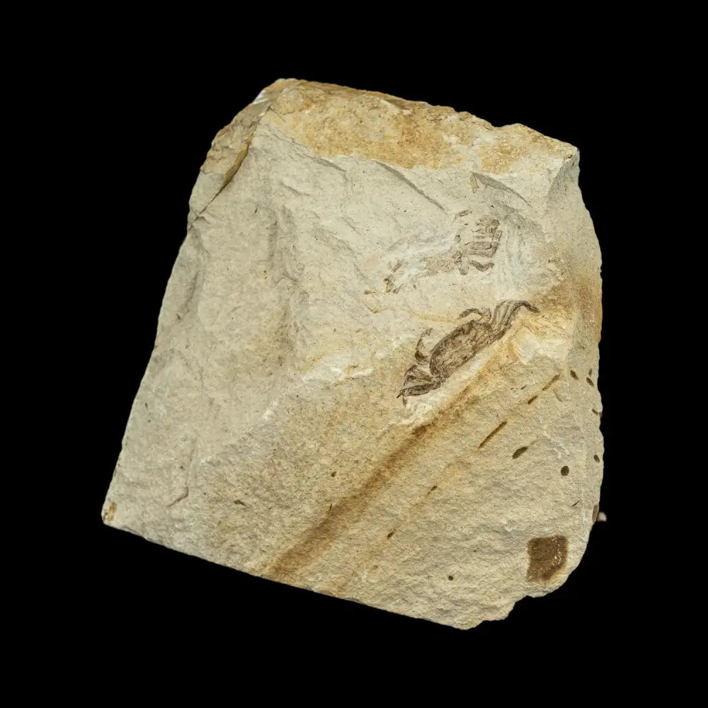 Fossil - Pea Crab Pinnixa Sp. Wysiwyg