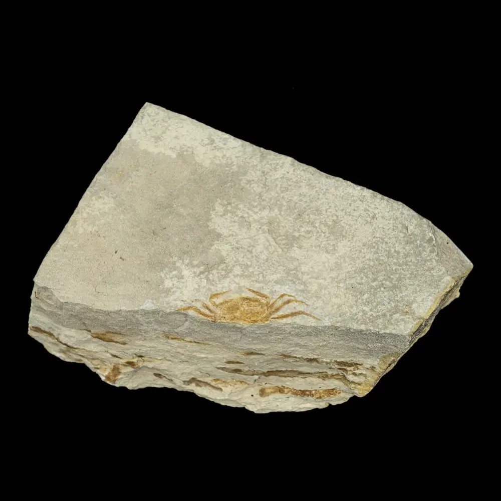 Fossil - Pea Crab Pinnixa Sp. Wysiwyg