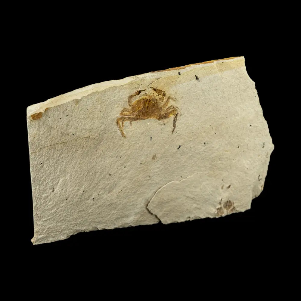 Fossil - Pea Crab Pinnixa Sp. Wysiwyg