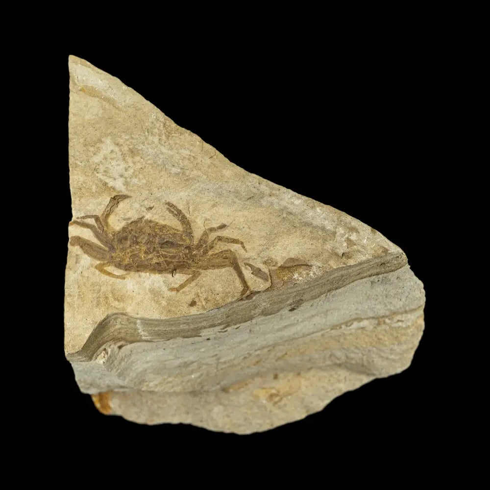 Fossil - Pea Crab Pinnixa Sp. Wysiwyg