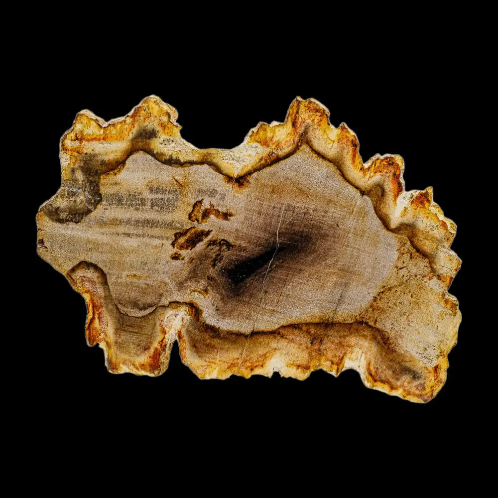 Petrified Wood Slab Wysiwyg